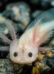 Axolotls-kweken-eieren-larven-en-voortplanting