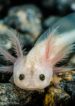 Axolotls-kweken-eieren-larven-en-voortplanting